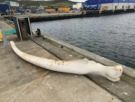 A large, curved whale bone lies on a concrete dock near a body of water, with industrial buildings and equipment visible in the background.