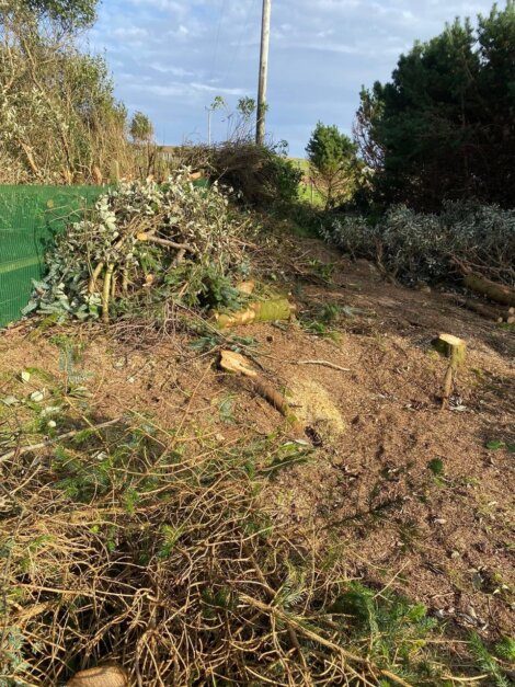 Pile of trimmed tree branches and foliage on a patch of bare soil with a green fence and trees in the background.