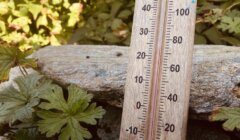 A close-up of a wooden thermometer placed among green foliage and a rock, showing temperatures in both Celsius and Fahrenheit.