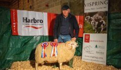 An elderly man posing with a prize-winning sheep adorned with ribbons in front of sponsorship banners at a livestock event.