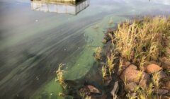 Algal bloom near the shore of a lake with a dock and a blue boat in the background.