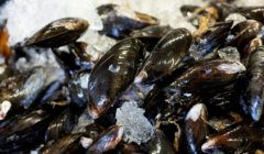 Mussels on ice at a market.