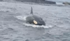 An orca whale is swimming in the water.