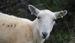 A white sheep standing in a field.