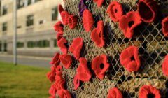 Red poppies on a fence in front of a building.