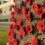 Red poppies on a fence in front of a building.