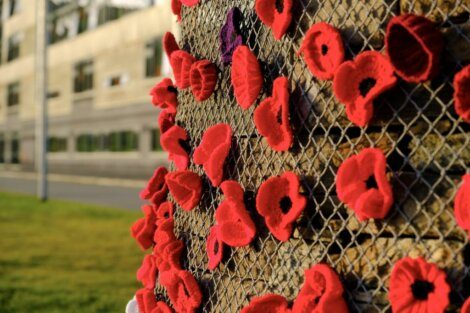 Red poppies on a fence in front of a building.