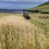 A tractor driving through a field near the ocean.