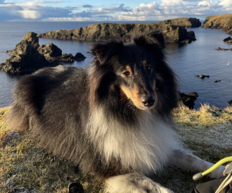 A black and white collie sitting on a grassy hill next to the ocean.