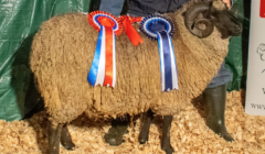 A man standing next to a sheep with ribbons.