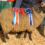 A man standing next to a sheep with ribbons.