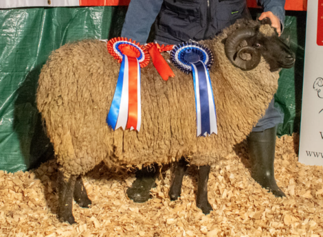 A man standing next to a sheep with ribbons.