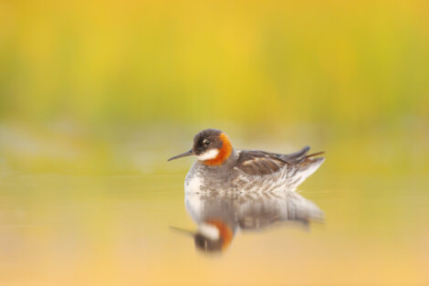 A bird is swimming in a body of water.