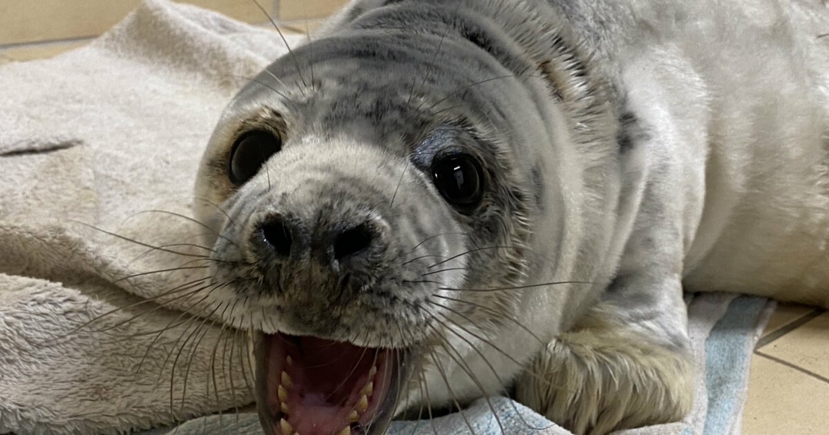 Sanctuary receives smallest grey seal pup in 37-year history | Shetland ...