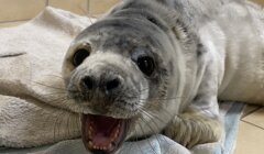 A seal is laying on a towel with its mouth open.