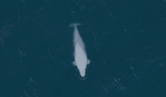 A white whale swimming in the ocean.