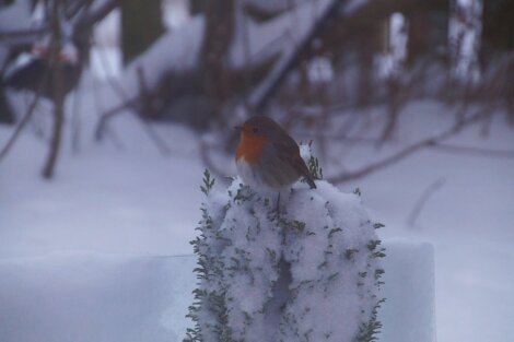 A robin perched on top of a snow covered plant.