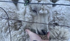 A person feeding a group of sheep in a fenced area.