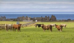 A group of cows grazing in a field.