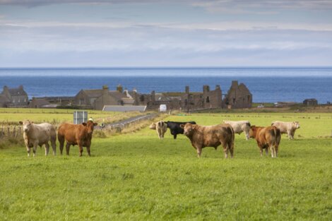 A group of cows grazing in a field.