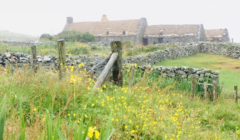 A grassy field with a stone fence and yellow flowers.