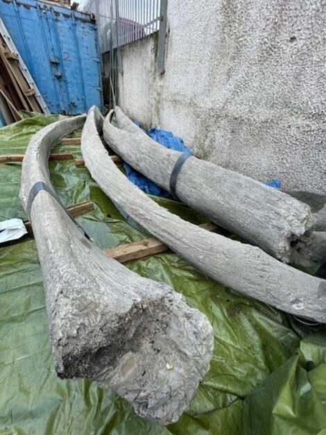 A group of elephant tusks on a piece of tarp.