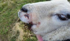 Sheep with a facial injury and some plant matter adhered near its mouth.