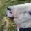 Sheep with a facial injury and some plant matter adhered near its mouth.