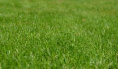 Close-up of lush green grass with a shallow depth of field.