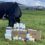 A cow stands in a grassy field next to various milk and dairy product containers, including milk bottles, cream tubs, and a box labeled "Butter." A farm is visible in the background.