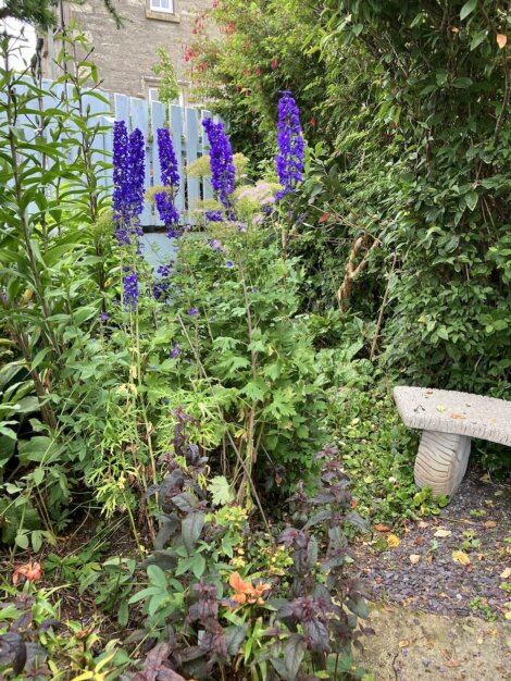 Garden scene with tall purple flowers, a light blue wooden fence in the background, leafy green plants, and a stone bench on the right.