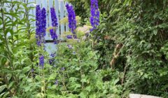 A garden with tall purple flowers near a light blue fence, surrounded by green foliage and plants. A stone bench is partially visible in the bottom right corner.