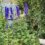 A garden with tall purple flowers near a light blue fence, surrounded by green foliage and plants. A stone bench is partially visible in the bottom right corner.