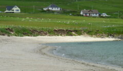 A sandy beach curves alongside a grassy field with grazing sheep and houses in the background beneath a cloudy sky.