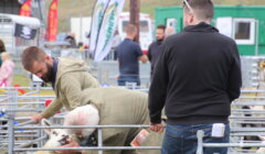 A group of people examine and handle sheep in a pen at an outdoor event. Flags and booths are visible in the background.