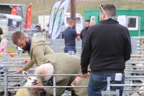 A group of people examine and handle sheep in a pen at an outdoor event. Flags and booths are visible in the background.