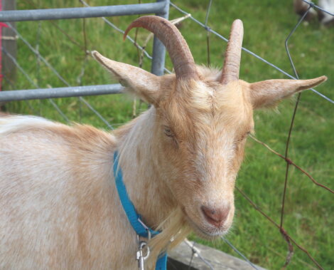 A light brown goat with two curved horns and a blue collar stands in front of a metal fence on a grassy field.