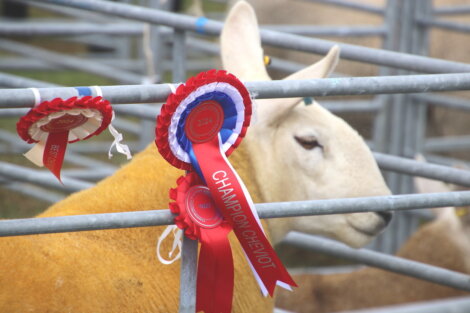 A sheep in a pen with red and blue rosettes attached to the bars, denoting awards such as "Best" and "Champion Cheviot.