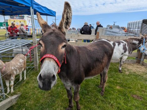 A donkey with a red halter labeled "Chrissie" stands in an outdoor pen with other animals nearby at a fair or market. People are visible in the background.