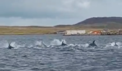 A pod of dolphins swims near the shore with a wharf and buildings in the background under a cloudy sky.