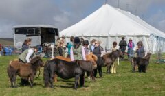 People and ponies gathered in a field near a large white tent, participating in what appears to be a small equestrian event or show.