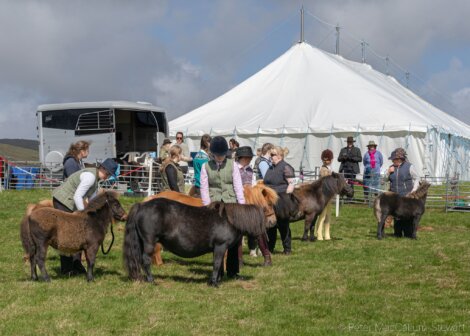 People and ponies gathered in a field near a large white tent, participating in what appears to be a small equestrian event or show.