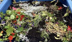 A blue planter box filled with various wilted plants, flowers, and soil.