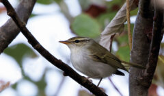 A small bird with yellow and green plumage perches on a branch surrounded by leaves.