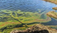 A body of water with green algae blooms near the shore. A shadow falls over the scene, and grass is visible around the water's edge.