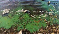 Green algae bloom on the surface of a body of water, surrounded by rocks and plant debris.