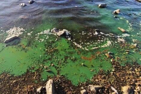 Green algae bloom on the surface of a body of water, surrounded by rocks and plant debris.