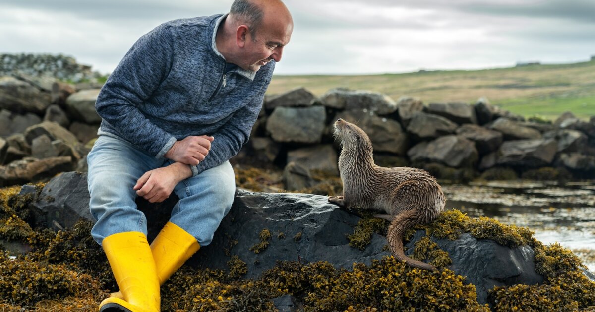 ‘Otter love story’ film gets UK release date Shetland News