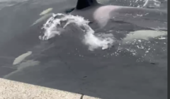 An orca swims near a concrete edge in the water.