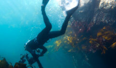 Scuba diver in black wetsuit photographing marine life near a rocky underwater ledge with seaweed.